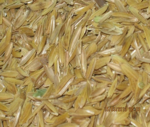 कच्चा चावल की राख