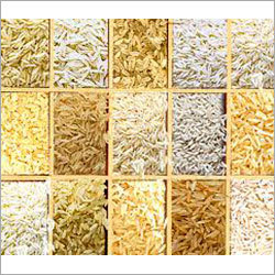 Rice