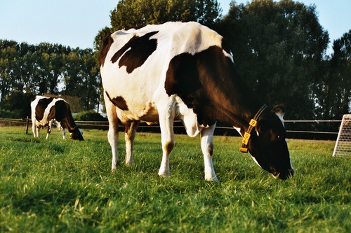 Brown Basic Cattle Feed