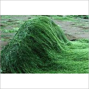 हर्बल उत्पाद