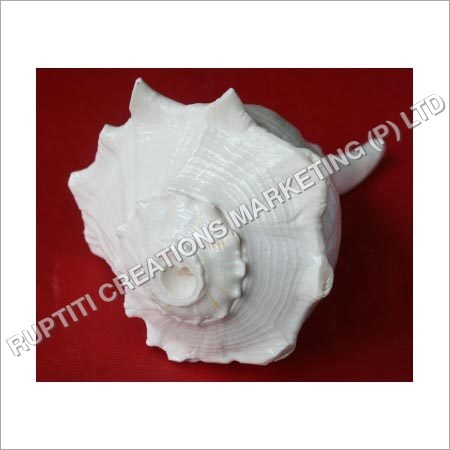 खुदा हुआ शंख