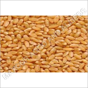 Wheat - Organic Dried Brown Grains | Solid Texture, Sweet Taste, 2 Years Shelf Life