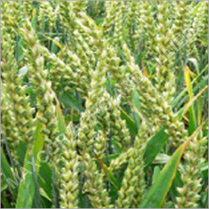 Green Wheat