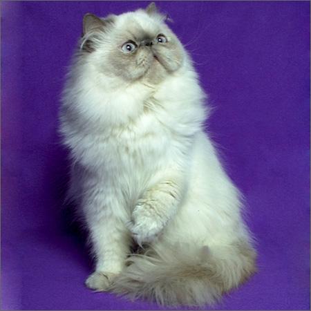 Persian Cat