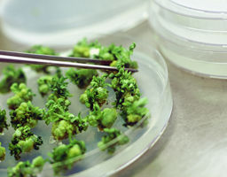 Plant Tissue Culture Media