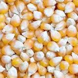 पीला मक्का