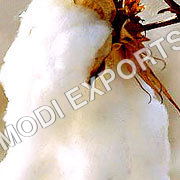 कच्चा कपास