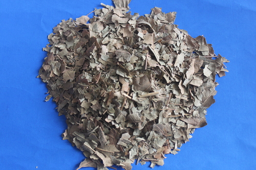 अज़ादिराछा इंडिका के पत्ते