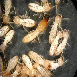 Termite Control