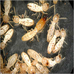 Termite Control Services
