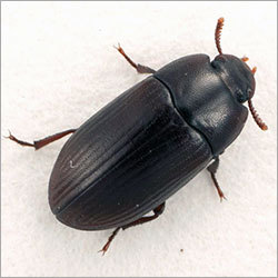 Powderpost Beetle Control