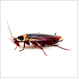 Cockroaches Control Services