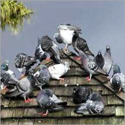 Bird Pest Control Services