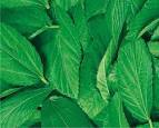 मोलोखिया के बीज