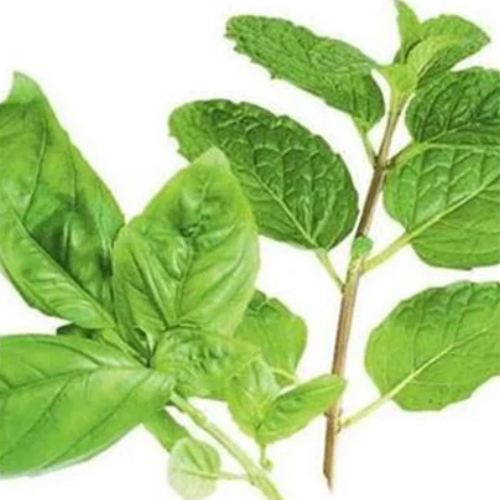 ओसीमम सैंक्चुअम लीव्स