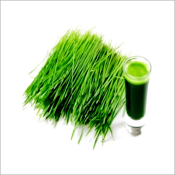 Wheat Grass Extract - Age Group: For Adults