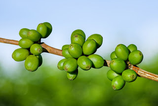 Green Coffee Extracts - Grade: Food Grade