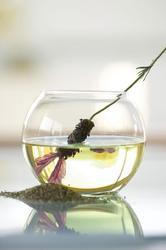 Lavender Essential Oil - 99% Pure Lavender Extract | Fragrance Compound for Aromatherapy, Skin Health, and Hair Growth