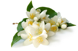 Jasmine Essential Oil - 99.5% Purity | White Color, Extracted from Jasminum Grandiflorum via Steam Distillation for Aromatherapy and Skin Care
