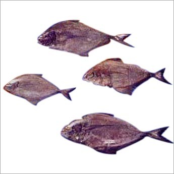 पोंफ्रेट्स