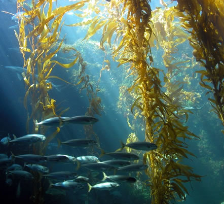 सोडियम एल्जिनेट