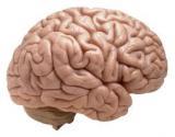 Brain Model - High-Quality Resin, Life-Size Display | Anatomical Realism, Detailed Features, Educational Tool