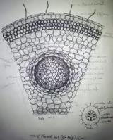 रूट मोनोकोट टीएस