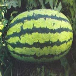 TURBO Watermelon seeds