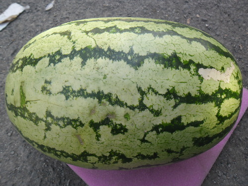 MAHARAJA Watermelon seeds