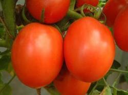 TULSI Tomato Seeds - Indeterminate, Medium Foliage, Red Color | Oblate Shape, 90-100g Firm Fruits, High Yield, Easy Growth, Long Shelf Life