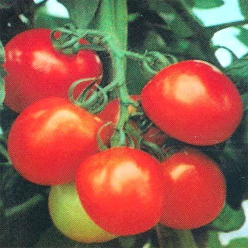 SHAKTI Tomato Seeds - Medium Size (80-100g), Semi-Determinate Growth, High Germination Rate | Disease Resistant, High Yield, Tolerance to TYLCV