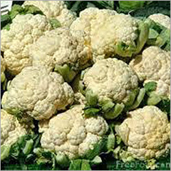 गोभी