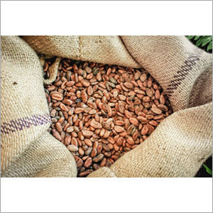 कोकोआ बीन्स के बीज