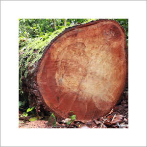 Timber