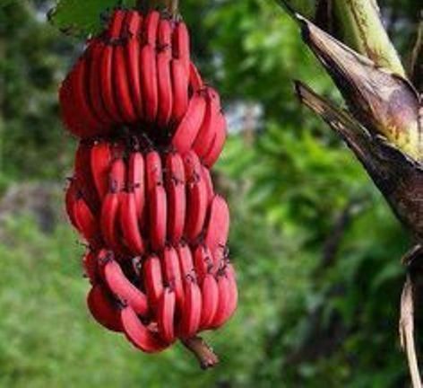 लाल केला