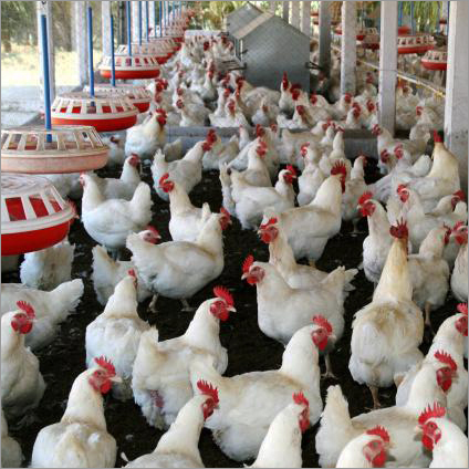 पोल्ट्री farming लोन