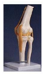 Knee Joint Model