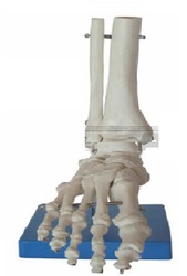 जीवन आकार का पैर का जोड़ मॉडल ( BEP-113 )
