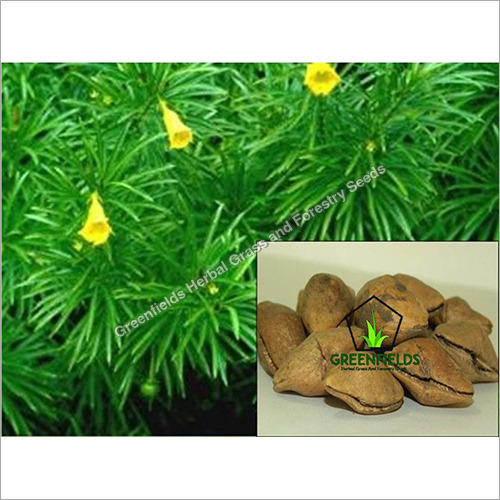 Flower Kaner Ornamental Tree Seeds ( Thevetia Peruviana )