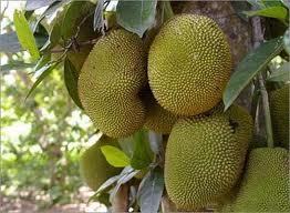Green Jack Fruit