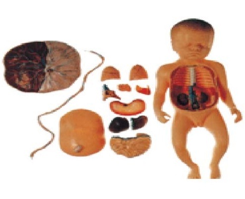 विश्कस के साथ भ्रूण (BEP/A42008)