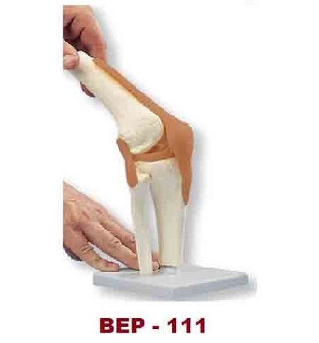 Life-Size Knee Joint Model ( BEP-111-1 )