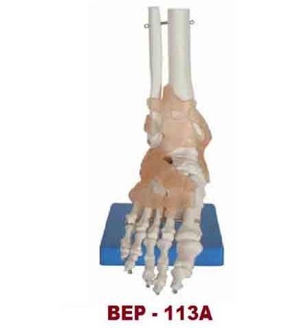 जिन्दा आकार का पैर का जोड़ लिगामेंट के साथ ( BEP-113A )