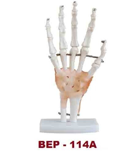 लाइफ-साइज़ हैंड जॉइंट विथ लिगामेंट्स (BEP-114A)
