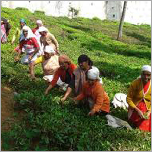 हर्बल चाय