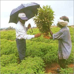 हर्बल और वनस्पति उत्पाद