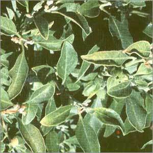 Ashwaganda extracts (Withania somnifera)