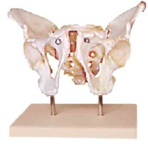 वयस्क पुरुष पेल्विस स्टैंड के साथ (Bep-123)