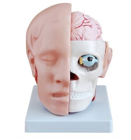 Head With Brain Bep-318b