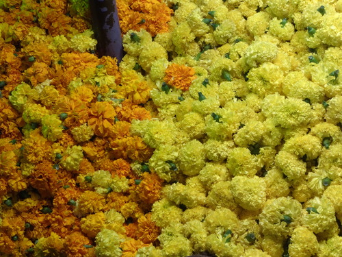 Yellow Marigold Flowers
